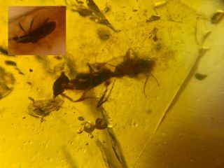 Unique Wasp Hornet&beetle Burmite Myanmar Burma Amber Insect Fossil Dinosaur Age