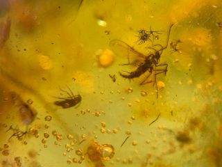 Mosquito Fly&beetle Burmite Myanmar Burmese Amber Insect Fossil Dinosaur Age
