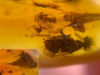 Lacewing&wasp&spider&scorpion Fly Burmite Myanmar Burmese Amber Insect Fossil