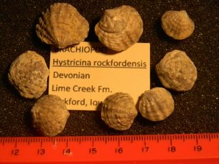 Devonian Brachiopods From Iowa