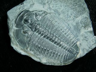 A Larger 100 Natural Cambrian Era Elrathia Trilobite Fossil Utah 20.  3gr F E