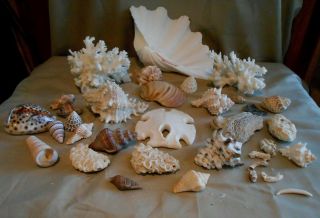 Treasures From The Sea Shells Coral Sand Dollar Beach House Deco Crafts Nautical