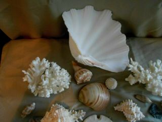 Treasures From The sea Shells Coral Sand Dollar Beach House Deco Crafts Nautical 2