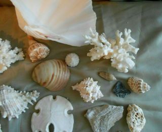 Treasures From The sea Shells Coral Sand Dollar Beach House Deco Crafts Nautical 3