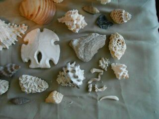 Treasures From The sea Shells Coral Sand Dollar Beach House Deco Crafts Nautical 4