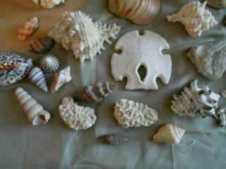 Treasures From The sea Shells Coral Sand Dollar Beach House Deco Crafts Nautical 5