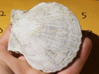 3 Fossil Pectin Sea Shell From Pliocene Age / Sarasota Florida