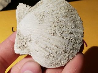 10 Fossil Pectin Sea Shell From Pliocene Age / Sarasota Florida