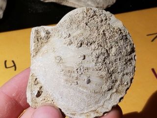 10 Fossil Pectin Sea Shell From Pliocene Age / Sarasota Florida 2