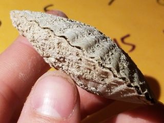 10 Fossil Pectin Sea Shell From Pliocene Age / Sarasota Florida 4