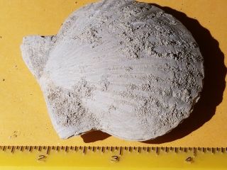 10 Fossil Pectin Sea Shell From Pliocene Age / Sarasota Florida 5