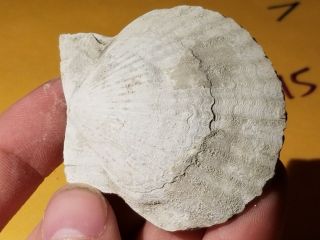 14 Fossil Pectin Sea Shell From Pliocene Age / Sarasota Florida