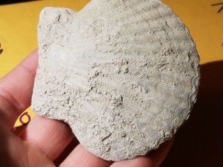 11 Fossil Pectin Sea Shell From Pliocene Age / Sarasota Florida