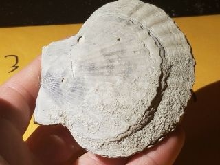 5 Fossil Pectin Sea Shell From Pliocene Age / Sarasota Florida