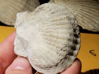 9 Fossil Pectin Sea Shell From Pliocene Age / Sarasota Florida