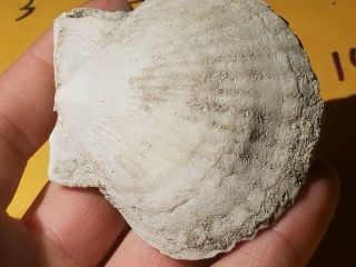 4 Fossil Pectin Sea Shell From Pliocene Age / Sarasota Florida