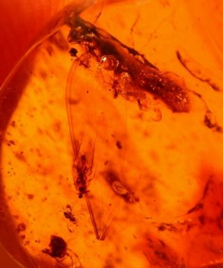 Termite Menagerie With Spider In Authentic Dominican Amber Fossil Gemstone