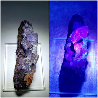 Beauty - Fluorescent Pink/purple Fluorite Crystals,  Ojuela Mine Mexico