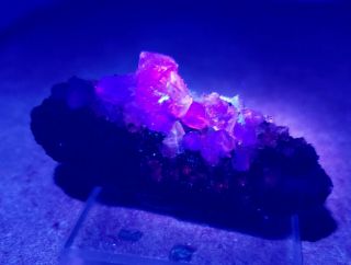BEAUTY - Fluorescent Pink/Purple Fluorite crystals,  Ojuela mine Mexico 3