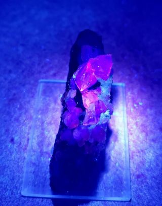 BEAUTY - Fluorescent Pink/Purple Fluorite crystals,  Ojuela mine Mexico 4