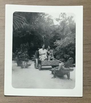 Tropical Hobbyland Miami Florida 1940s Roadside Attraction Photo