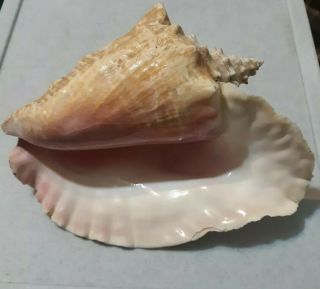 Large Queen Pink Conch Shell 10 Inch