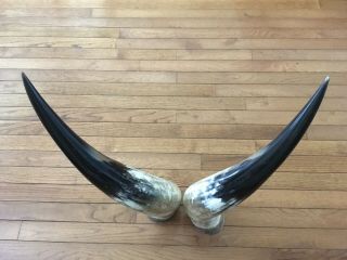 24” - 27” Each.  Bull Horns Cow Horns STEER LONGHORN horns TAXIDERMY Pairs Polished 5