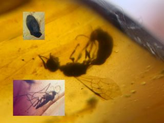 Wasp&beetle&fly Burmite Myanmar Burmese Burma Amber Insect Fossil Dinosaur Age