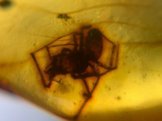 Uncommon Unknown Spider Burmite Myanmar Burmese Amber Insect Fossil Dinosaur Age