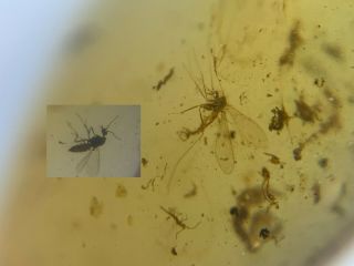 3 Unique Mosquito Flies Burmite Myanmar Burmese Amber Insect Fossil Dinosaur Age