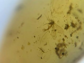 3 unique mosquito flies Burmite Myanmar Burmese Amber insect fossil dinosaur age 3