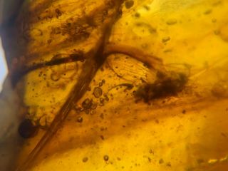 Lacewing&2 Diptera Fly Burmite Myanmar Burmese Amber Insect Fossil Dinosaur Age