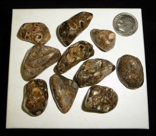 Turritella Agate Tumbled Stones Wyoming 60 Grams Fantastic Stones
