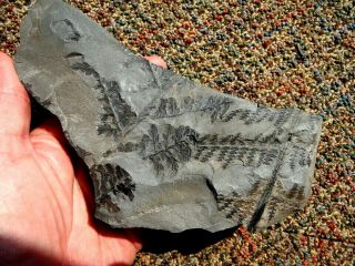 Fern Fossil,  Lygenopteris Hoeninghausi,  Sphenopteris Pottsvillea