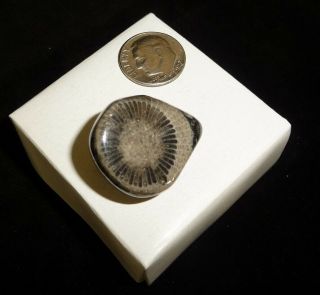 Vatican Tumbled Chakra Stone England 12 grams 2