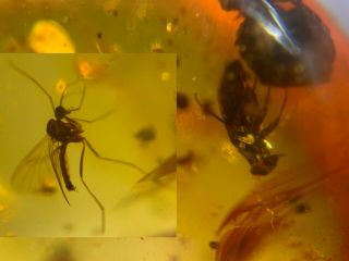 Unknown Beetle&mosquito Fly Burmite Myanmar Amber Insect Fossil Dinosaur Age