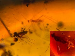 Diptera 2 Mosquito&fly Burmite Myanmar Burmese Amber Insect Fossil Dinosaur Age