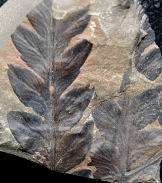 310 Million Years Ago Carboniferous Fossil Fern - Mariopteris Nervosa