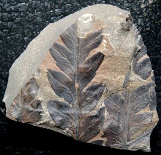 310 million years ago Carboniferous fossil fern - Mariopteris nervosa 2