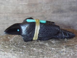 Zuni Indian Hand Carved Jet Raven Fetish By Herbert Halate Native America Ff275