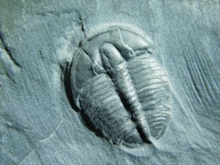 A Small 100 Natural Cambrian Era Elrathia Trilobite Fossil From Utah 90.  0gr B E