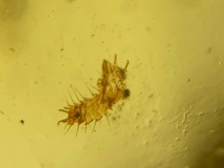 Strange Beetle Larvae Burmite Myanmar Burmese Amber Insect Fossil Dinosaur Age