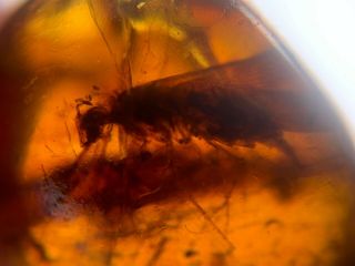 Big Termite&manipulatoridae Cockroach Burmite Myanmar Burma Amber Insect Fossil