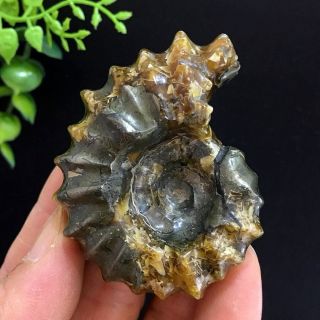 80g Rare Beauty " Goat Horn " Fossil Screw Ammonite Natural Polished Jade