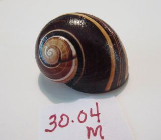 Polymita Spectacular Shell 30.  04 Mm Gorgeous