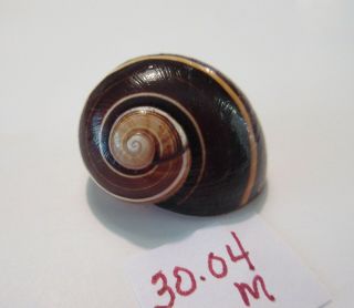 POLYMITA SpEcTaCuLaR Shell 30.  04 mm Gorgeous 2