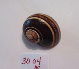 POLYMITA SpEcTaCuLaR Shell 30.  04 mm Gorgeous 4