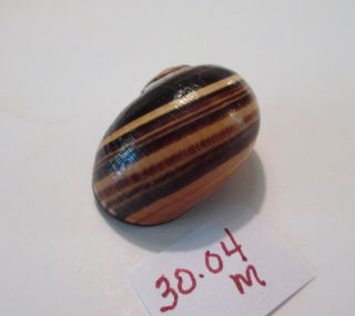 POLYMITA SpEcTaCuLaR Shell 30.  04 mm Gorgeous 5