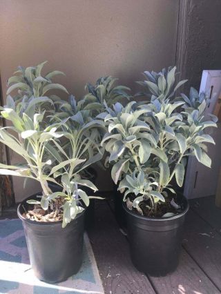 Live California White Sage Plant Salvia Apiana 6 - 12  Tall Evergreen Perennial