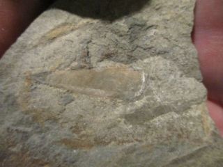Enigmatic Rare Big Hyolithid,  Hyolith Chisholm Shale,  Pioche,  Nevada,  Cambrian